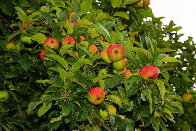 apple-tree-1593216_960_720.jpg