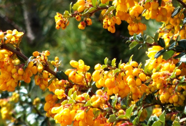 x892-Yellow.JPG