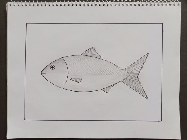 Drawing Tutorial: Draw a beautiful hilsa fish using pencil. — Steemit