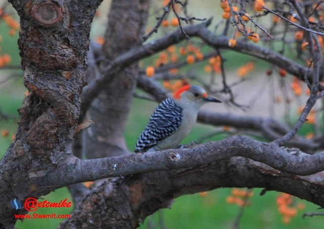 Red-bellied Woodpecker PFW0004.JPG