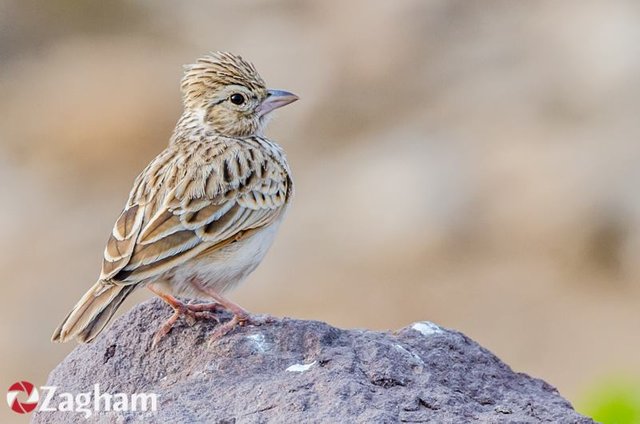 Bushlark.jpg