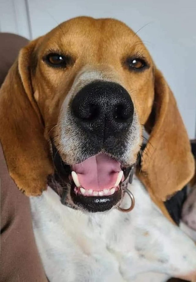 Elvis the Beagle.jpg