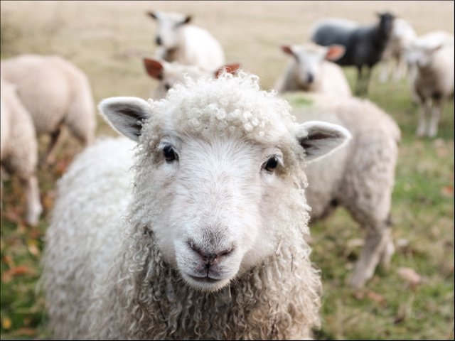 sheep.jpg