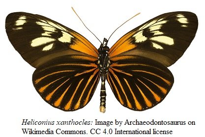 Heliconius xanthocles3 Archaeodontosaurus 4.0.jpg