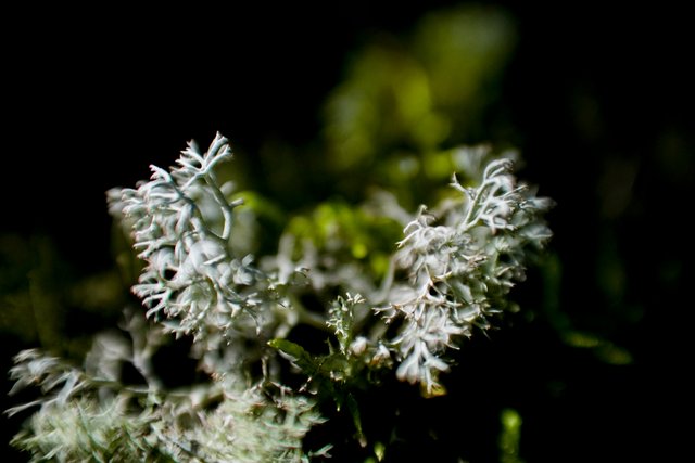 DSC03862.jpg