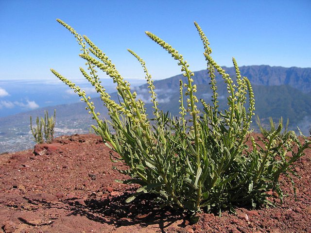 800px-Reseda_luteola_La_Palma1.jpg