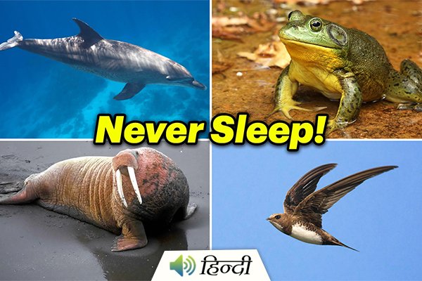 never sleep animals.jpeg