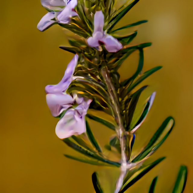 5 different images of the flower Rosemary (2).png