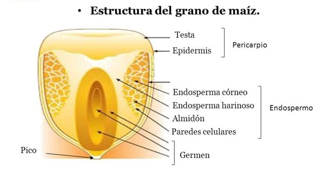 Partes-de-una-Semilla-2.jpg