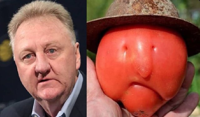 larry-bird-tomato.jpg