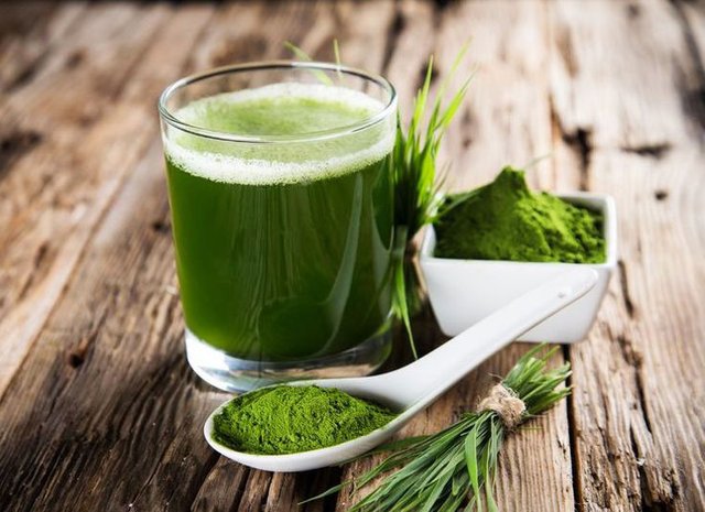 moringa 2.jpg