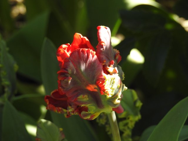 DSCN1495.JPG