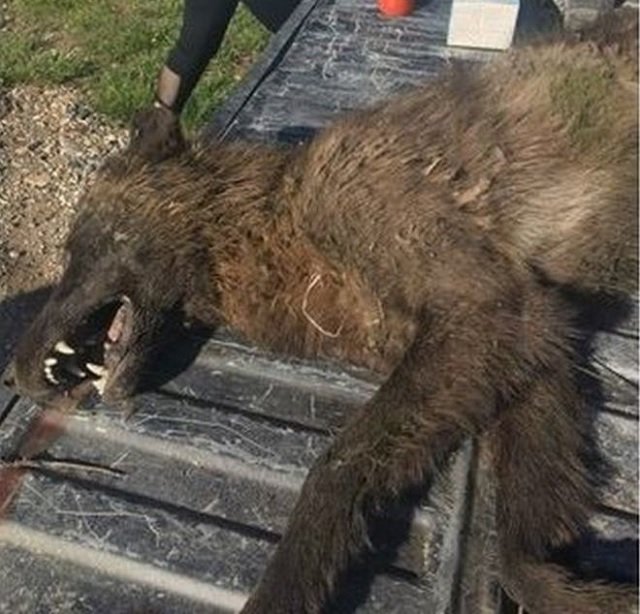 Strange Wolf-Life Creature Shot and Killed.jpg