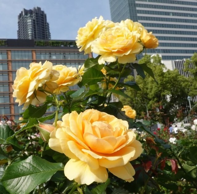 IMG_20250615_171455.jpg