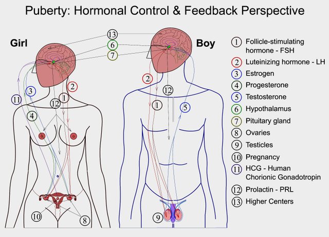 Puberty-Hormonal_control.jpg