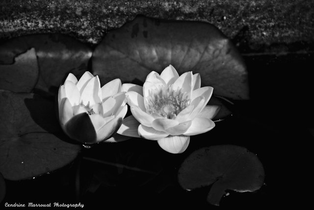 Water lily 9 scaled.jpg