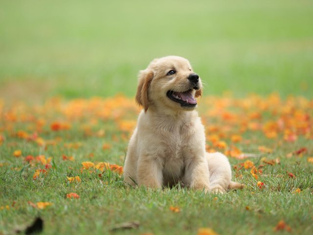 dog-puppy-on-garden-royalty-free-image-1586966191.jpg