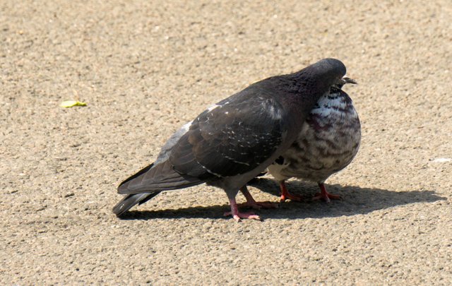 DSC00354.jpg