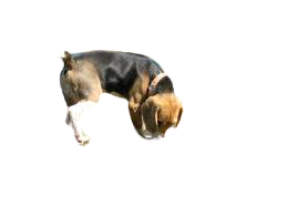 DOG-removebg-preview.png