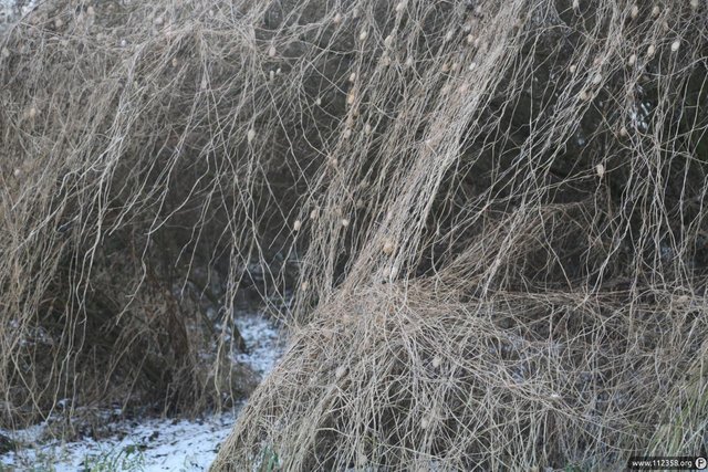 naturalna_gabka_do_naczyn_4.jpg