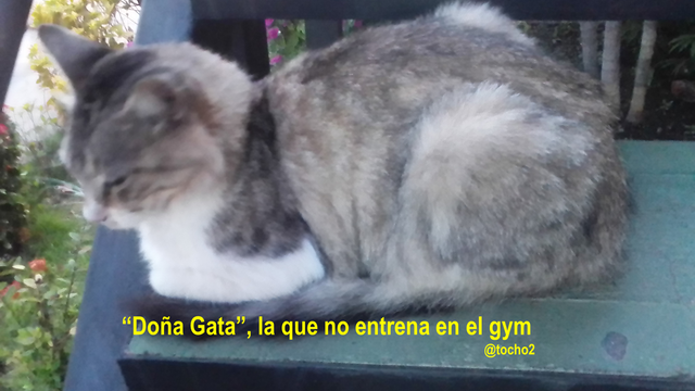 gato_5_150823.png