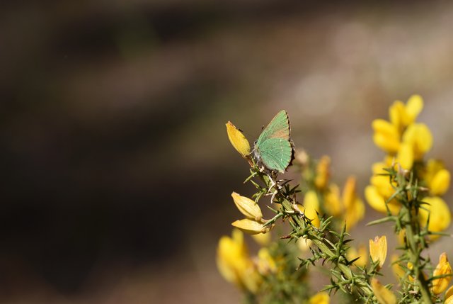 Green hairstreak ulex 1.jpg