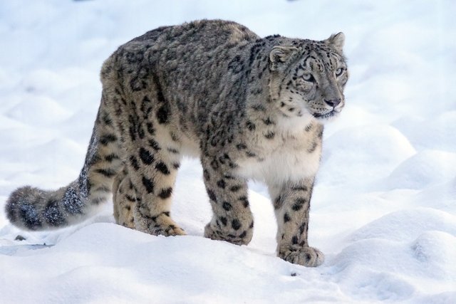 snow-leopard-1972724_1280.jpg