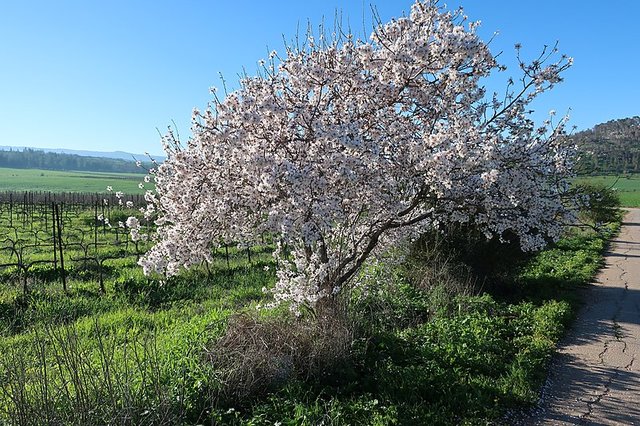 800px-Almond_tree_in_blossom_(Israel).jpg