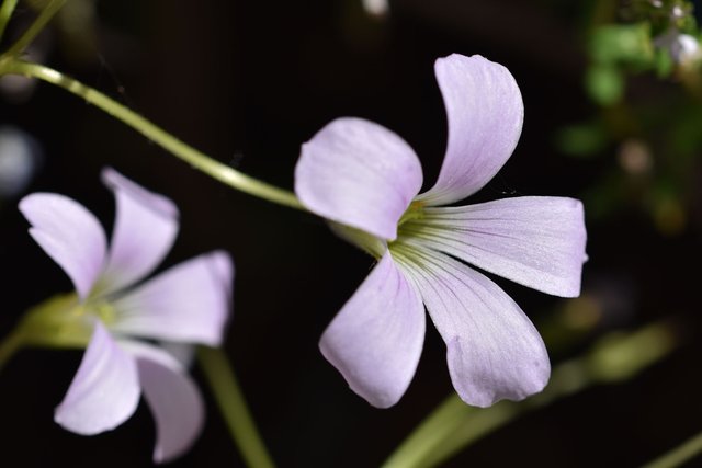 Oxalis triangularis 4.jpg