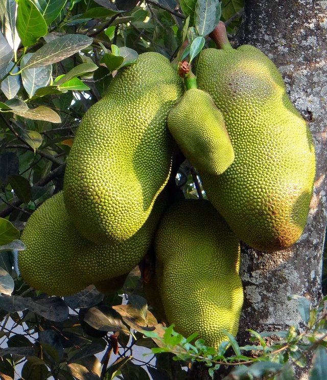 jackfruits-293365_1280.jpg