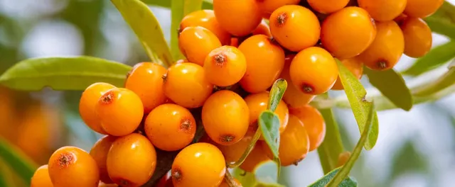 what-is-sea-buckthorn.webp