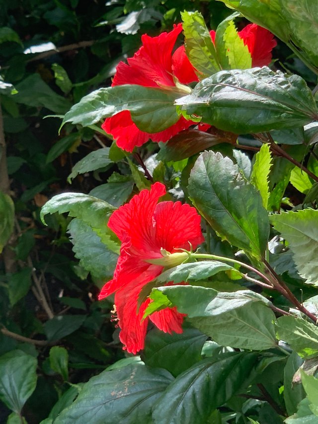 flower126.jpg