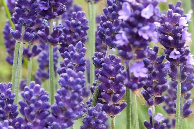 0243-Lavender01.jpg