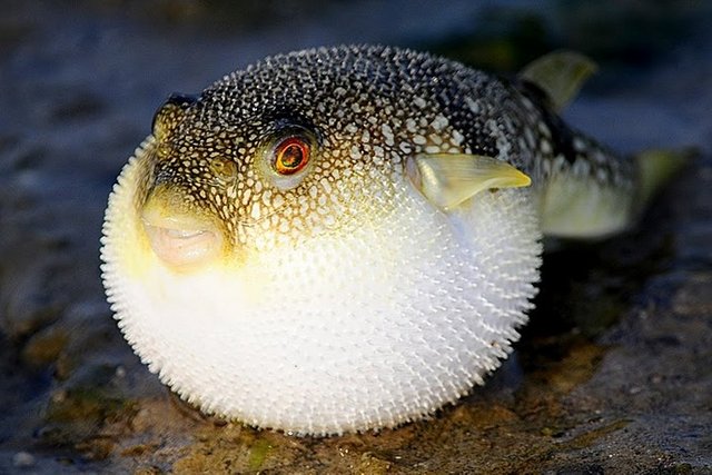 El-pez-Fugu-la-delicia-gourmet-mas-peligrosa2.jpg