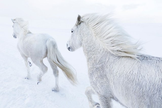 animal-photography-icelandic-horses-in-the-realm-of-legends-drew-doggett-18-5b5afbf13ebb1__880.jpg