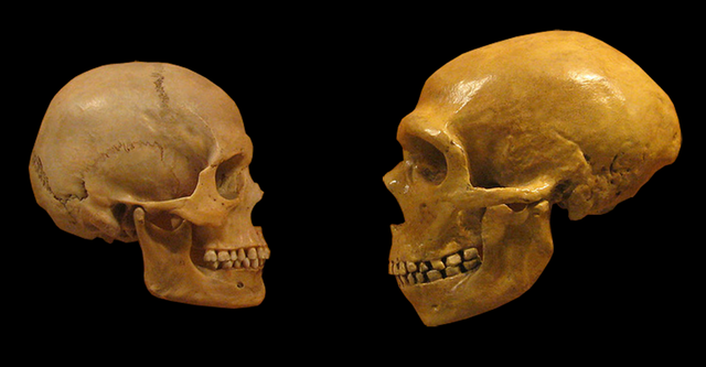 Sapiens_neanderthal_comparison_en_blackbackground.png
