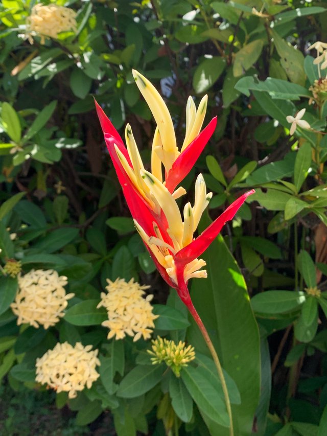garden121.jpg