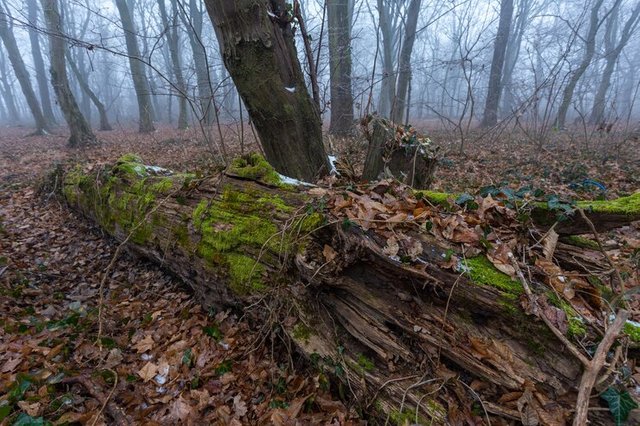 closeup-old-dried-fallen-tree-foggy-forest-zagreb-croatia_181624-44535.jpg