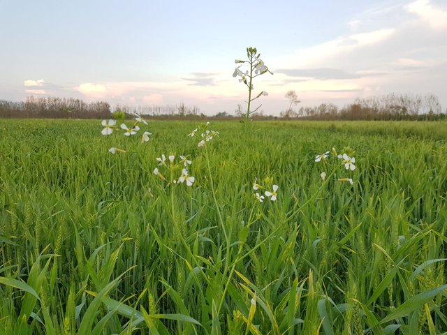 farm photos  (3).jpeg