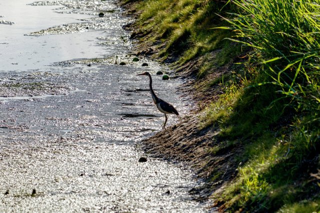 Heron_Faces_Algae_Bloom.jpg