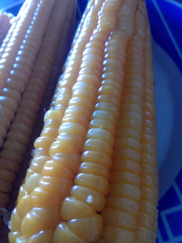 elotes1.jpg