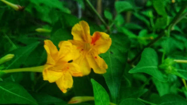 IMG_20231007_063450-01.jpeg