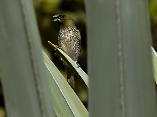 munia.jpg