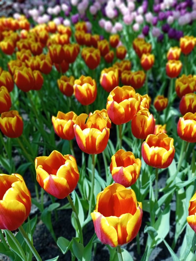 Tulips12.jpg