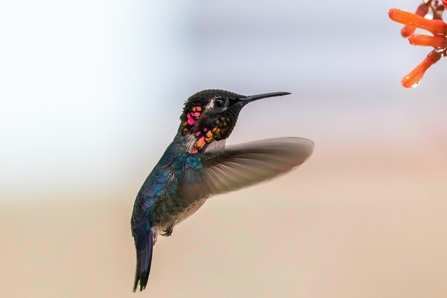 bee hummingbird.jpg