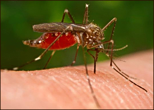 mosquito_malaria.png