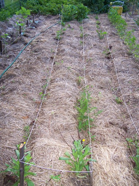 Big garden - carrots crop July 2018.jpg