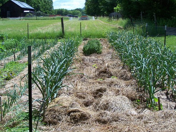 Big garden - horehound row mulched crop June 2019.jpg