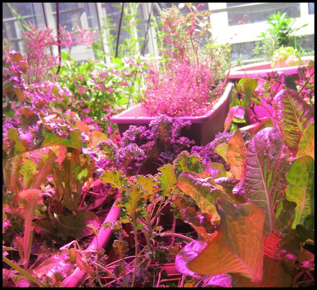 looking through lettuce plants onto other veggie and herb plants in pink light.JPG