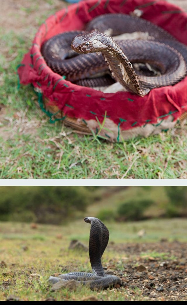king Cobra Snake. (2).jpg